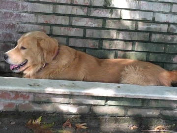 Burhaniye’de aşırı sıcaklar köpekleri de bunalttı
