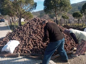 Burhaniye’de kozalak hasadı tamamlandı
