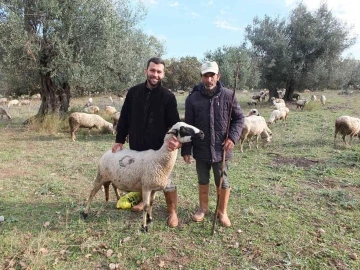 Burhaniye’de yağmurlar çobanları sevindirdi
