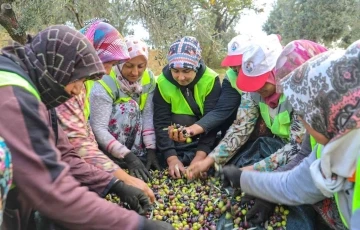 Burhaniye’de zeytinler yağa dönüşmeye başladı
