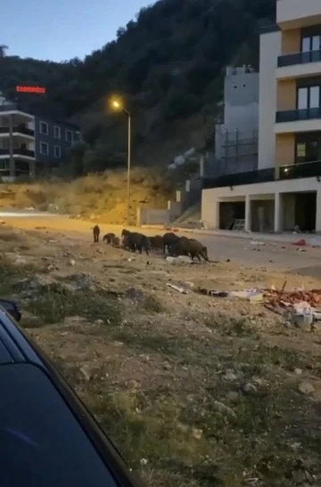 Bursa’da aç kalan domuz sürüsü şehir merkezine indi
