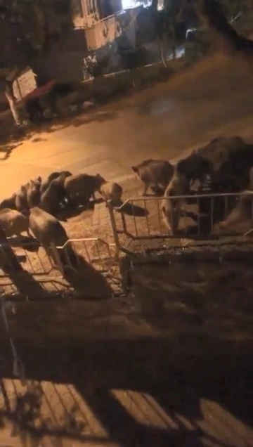 Bursa’da aç kalan domuzlar şehre indi
