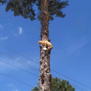 Bursa’da ağaçta mahsur kalan kediyi itfaiye kurtardı
