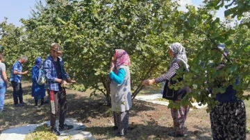 Bursa’da fındık hasadı başladı; 66 milyon TL gelir getirecek
