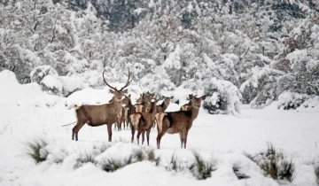 Bursa’da geyik avı ihalesi tartışmaya sebep oldu
