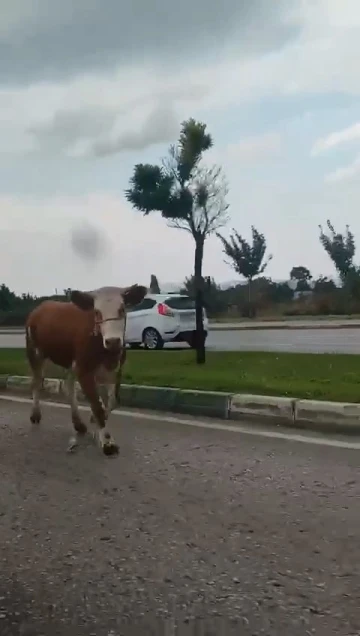 Bursa’da kaçan kurbanlıklar trafiği birbirine kattı
