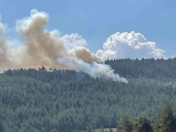 Bursa’da orman yangını
