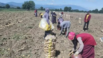 Bursa’da patates hasadı başladı... Tarlada kilogramı 7.5 lira
