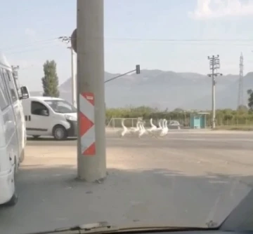 Bursa’da yola çıkan kazlar nedeniyle şehirlerarası yolda trafik durdu
