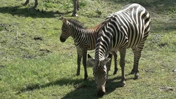 Bursa Hayvanat Bahçesi’nin zebra ailesine 3 yeni üye
