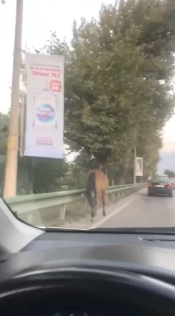 Bursa’nın yollarında başıboş atlar cirit atıyor

