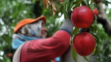 Bursa şeftalisi AB'den coğrafi işaret tescili aldı