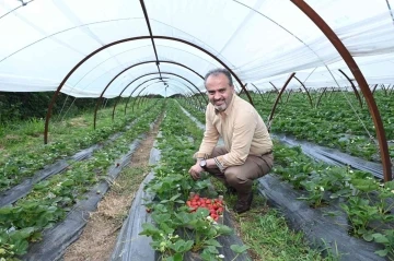 Bursalı çiftçinin hasat bayramı
