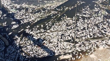 Büyük Menderes’teki balık ölümleri tedirgin etti
