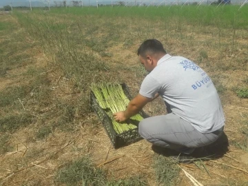 Büyükşehir Belediyesi’nin kuşkonmazları Halk Ege Et reyonlarında yerini aldı
