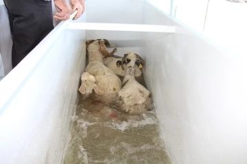 Büyükşehir’den Kulalı çiftçilere küçükbaş hayvan yıkama makinesi desteği
