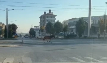 Caddede gezen başıboş at tehlike oluşturdu
