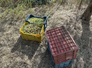 Çaldığı zeytinlerle suçüstü yakalandı
