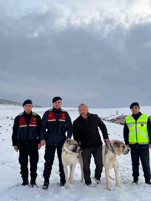 Çalınan çoban köpeklerini jandarma buldu
