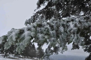Çam ağaçlarının yaprakları buz tuttu
