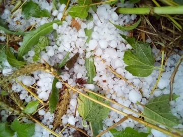 Çameli’nde şiddetli dolu ekili arazilere zarar verdi
