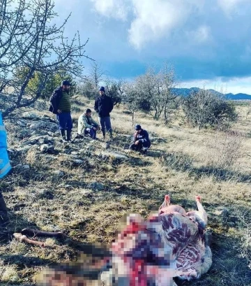 Çamlıdere’de kaçak kızıl geyik avlayanlara suçüstü
