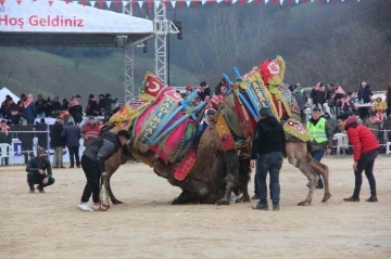 Çan Geleneksel Folklorik Deve Güreşi Festivali düzenlendi
