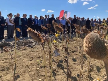 Çanakkale’de ayçiçekleri hasat edildi
