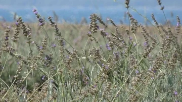 Çanakkale’de çöplük alan Lavanta bahçesine dönüştü
