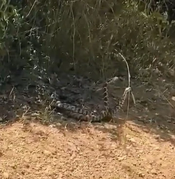 Çanakkale’de yılanların dansı görüntülendi
