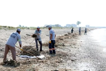 Carettaların yumurtlama sahilinde biriken kargılar ve tarımsal atıklar toplandı