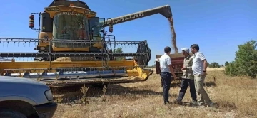 Çavdarhisar’da buğday tohumu hasadı devam ediyor
