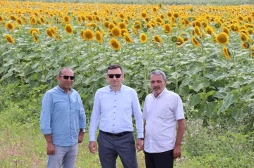 Çayırlı’da &quot;Doğanın sarı gelini&quot; ayçiçeğinde hasat başladı
