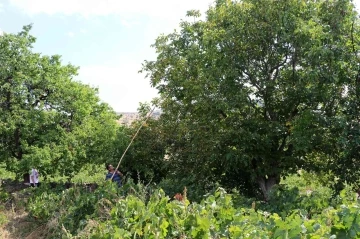 Ceviz hasadının başlamasıyla birlikte ağaçtan düşme vakaları arttı
