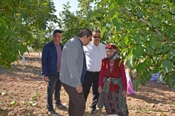 Cevizin tarladan sofraya yolculuğu başladı
