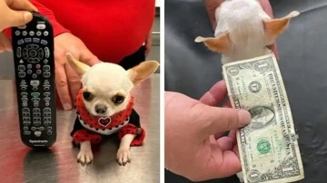 Chihuahua Pearl, dünyanın en kısa köpeği oldu