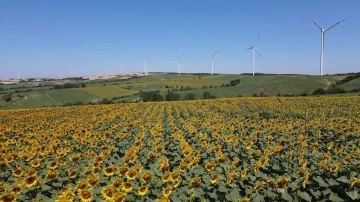 Çiçek açan ayçiçeği tarlaları görsel şölen sundu
