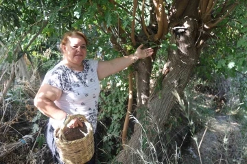 Çiftçi kadın, incir toplarken bir buçuk metrelik engerek yılanıyla karşılaştı
