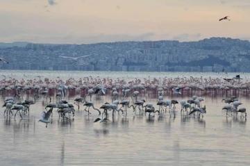 Çiğli’nin &quot;Pembe Misafirleri&quot; Berlin’de boy gösterecek
