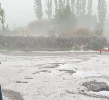 Çıldır’da dolu yağışı ekili alanlara zarar verdi
