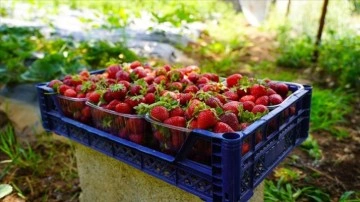 Çilek yetiştiriciliği Gaziantepli depremzede kadınların kazanç kapısı oldu