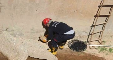 Çimle besledikleri kaplumbağayı hayata bağladılar