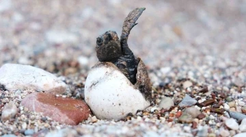 Çıralı’da caretta caretta rekoru
