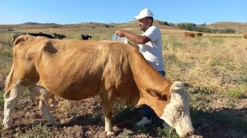 Çobanlar sıcaktan bunalan hayvanları, pet şişelerle su dökerek serinletiyor
