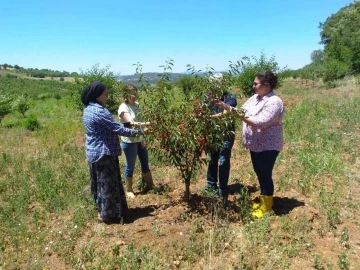 Coğrafi İşaret tescilli Şaphane vişnesinden numune alma çalışmaları
