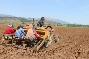 Coğrafi işaretli Bolu patatesi toprakla buluştu
