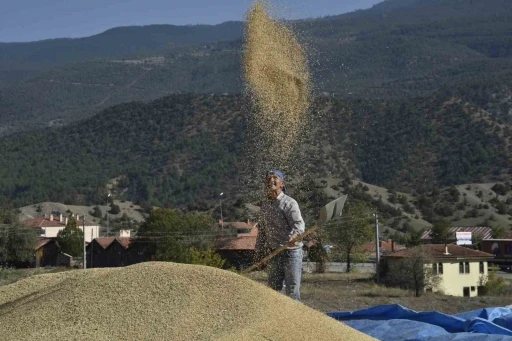 Coğrafi işaretli Tosya pirincinin hasadı başladı
