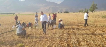 Coğrafi işaretli Tunceli sarımsağının ilk hasadı yapıldı
