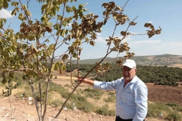 Çöl sıcakları meyve ağaçlarını kurutuyor
