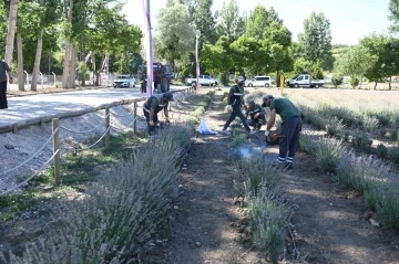 Çorum Belediyesi lavanta bahçesinde ilk hasat gerçekleştirdi
